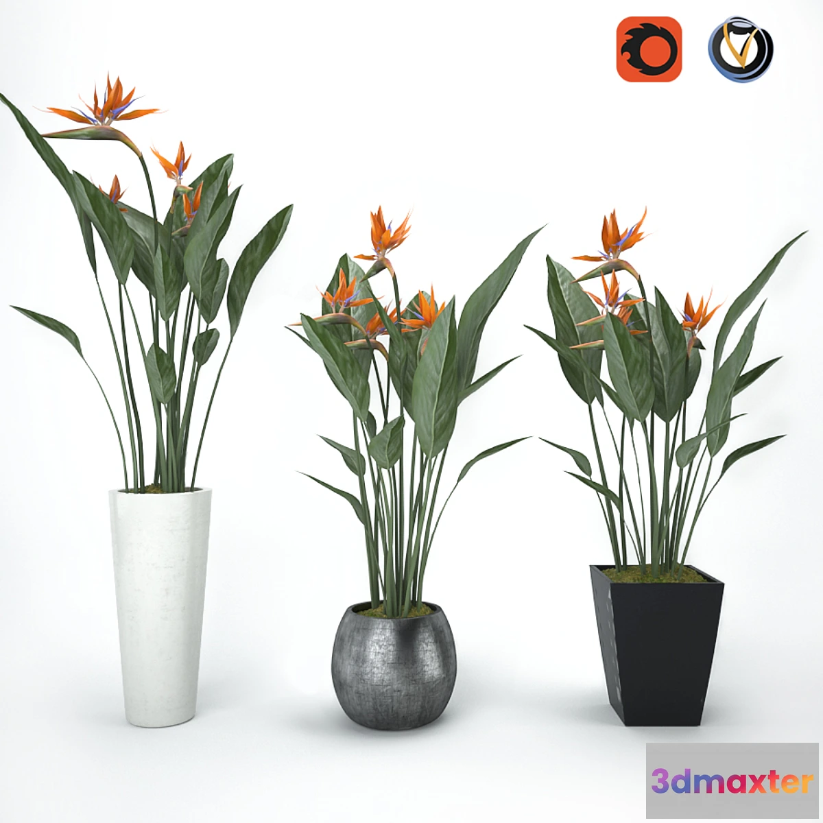 898510 - Strelitzia - No.4