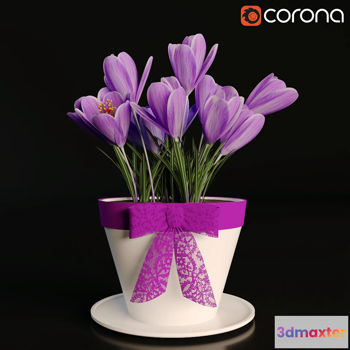 898528 - A pot of crocuses - No.4