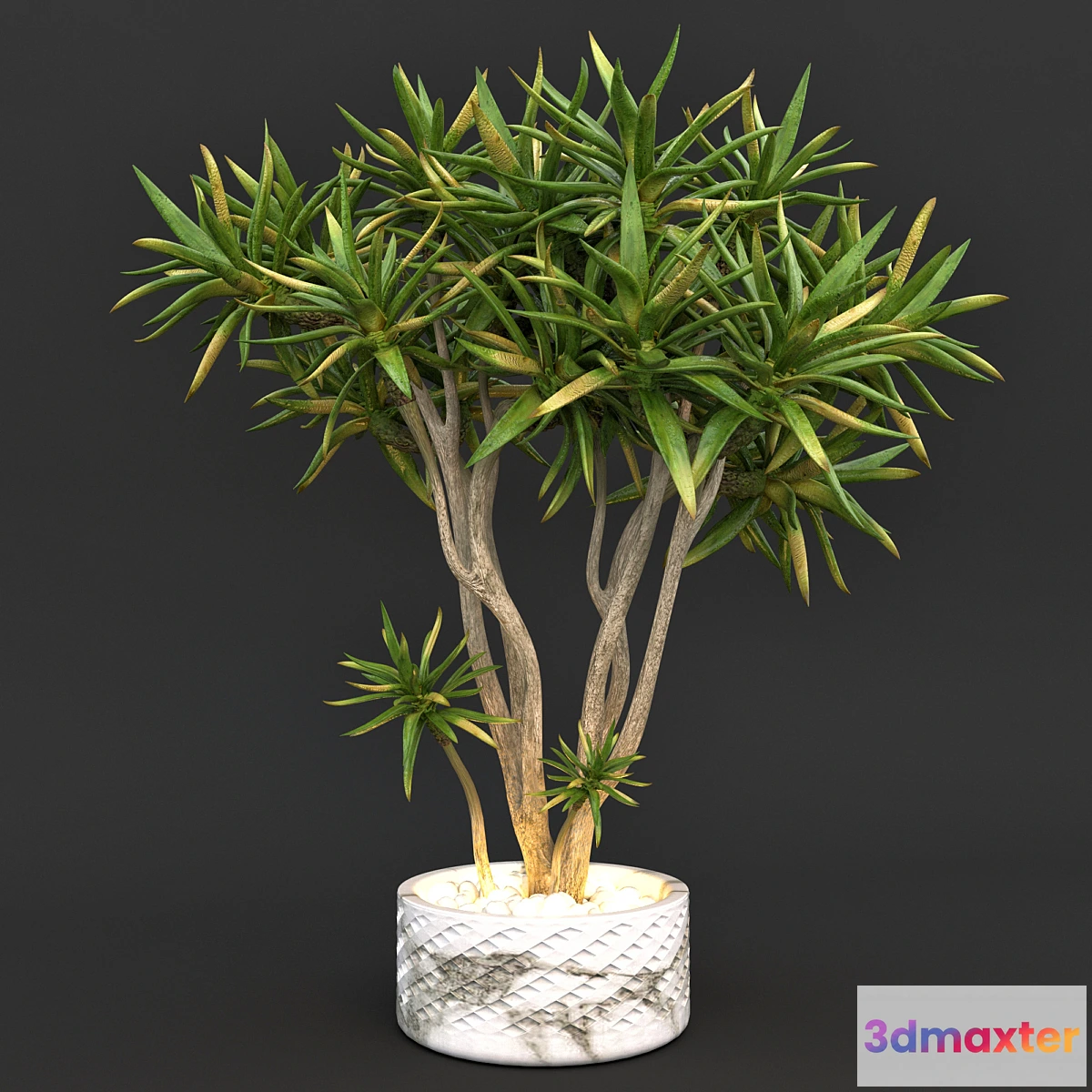 898532 - Aloe dichotoma (quiver tree) - No.4