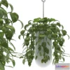 898560 - MONEY PLANTS - No.4