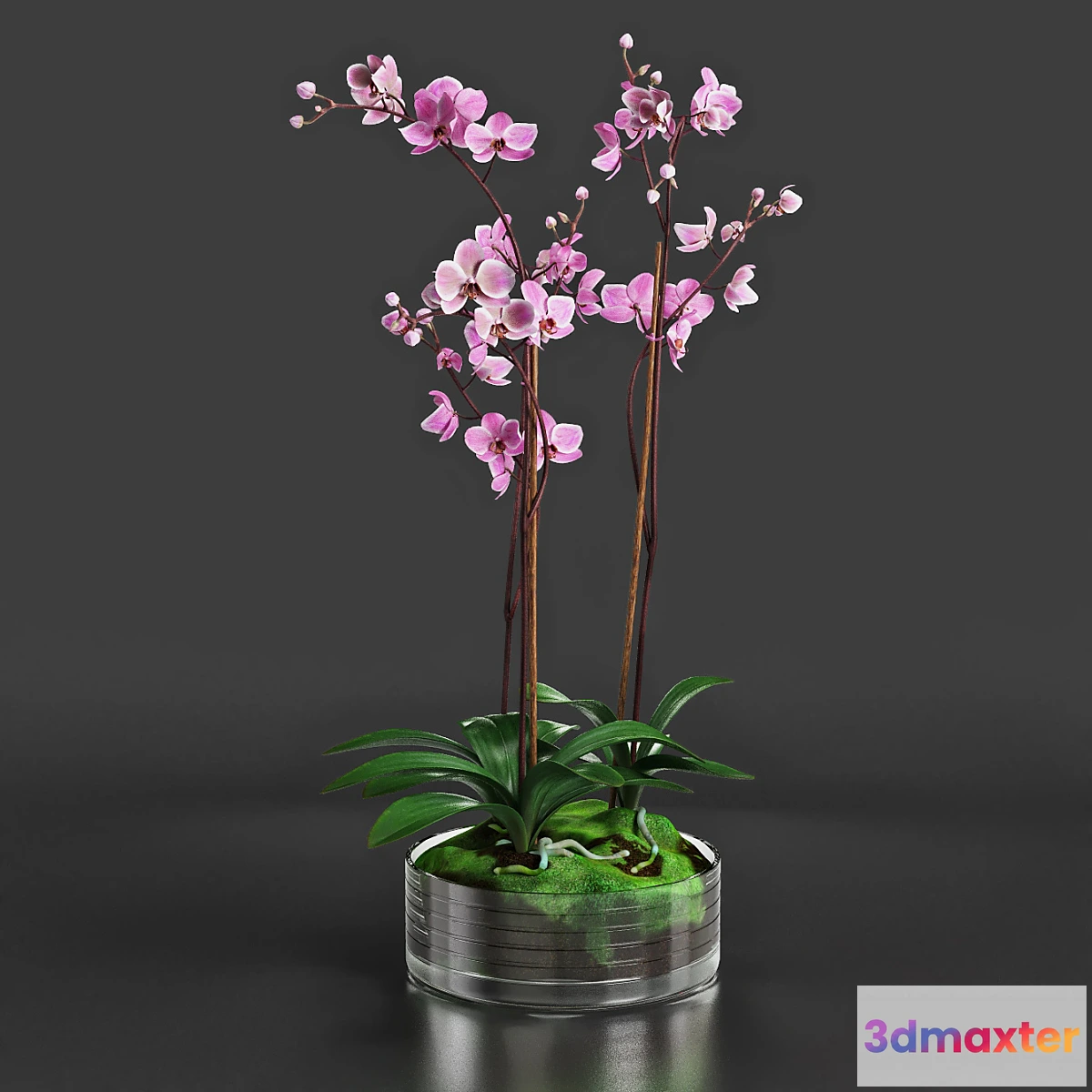 898594 - Orchid - No.24