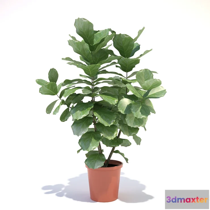 898744 - Ficus lyre - No.3