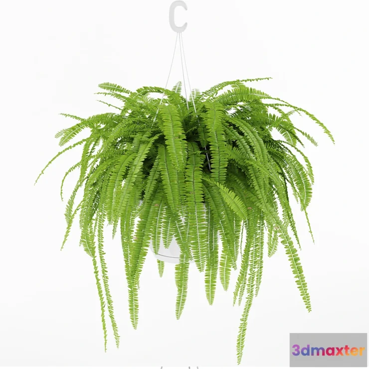 898746 - Fern 1 - No.4