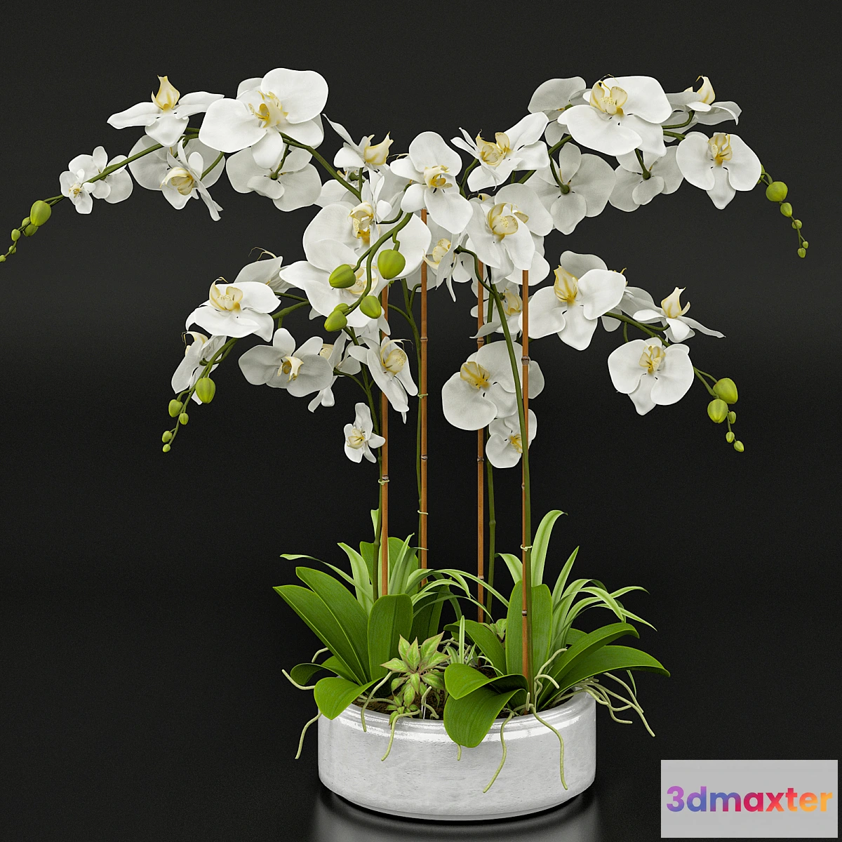 898890 - Orchid 13 - No.2