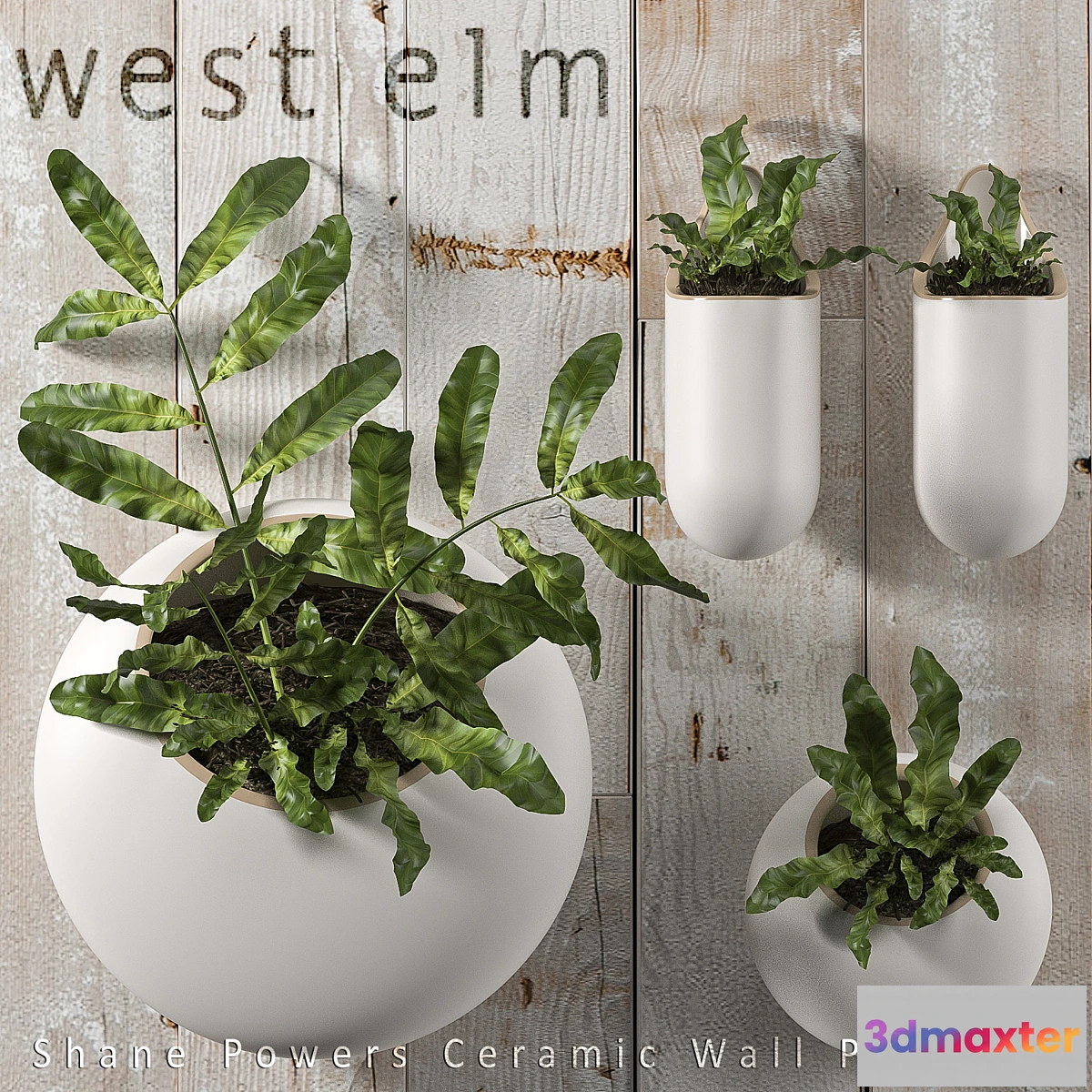 898950 - PLANTS 43 - No.2