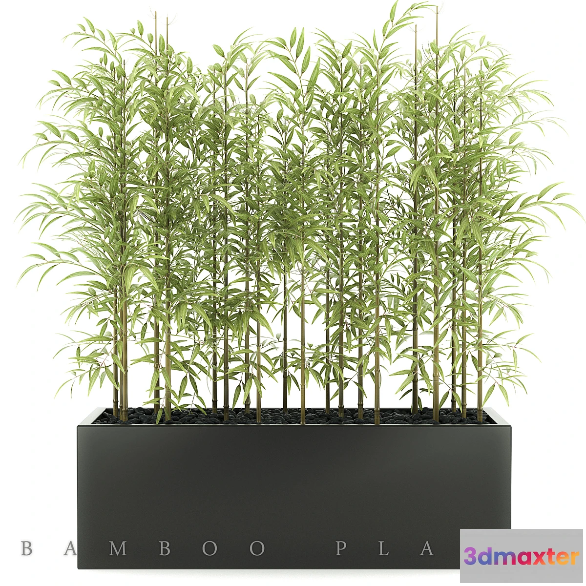 898988 - BAMBOO PLANTS 49 - No.3