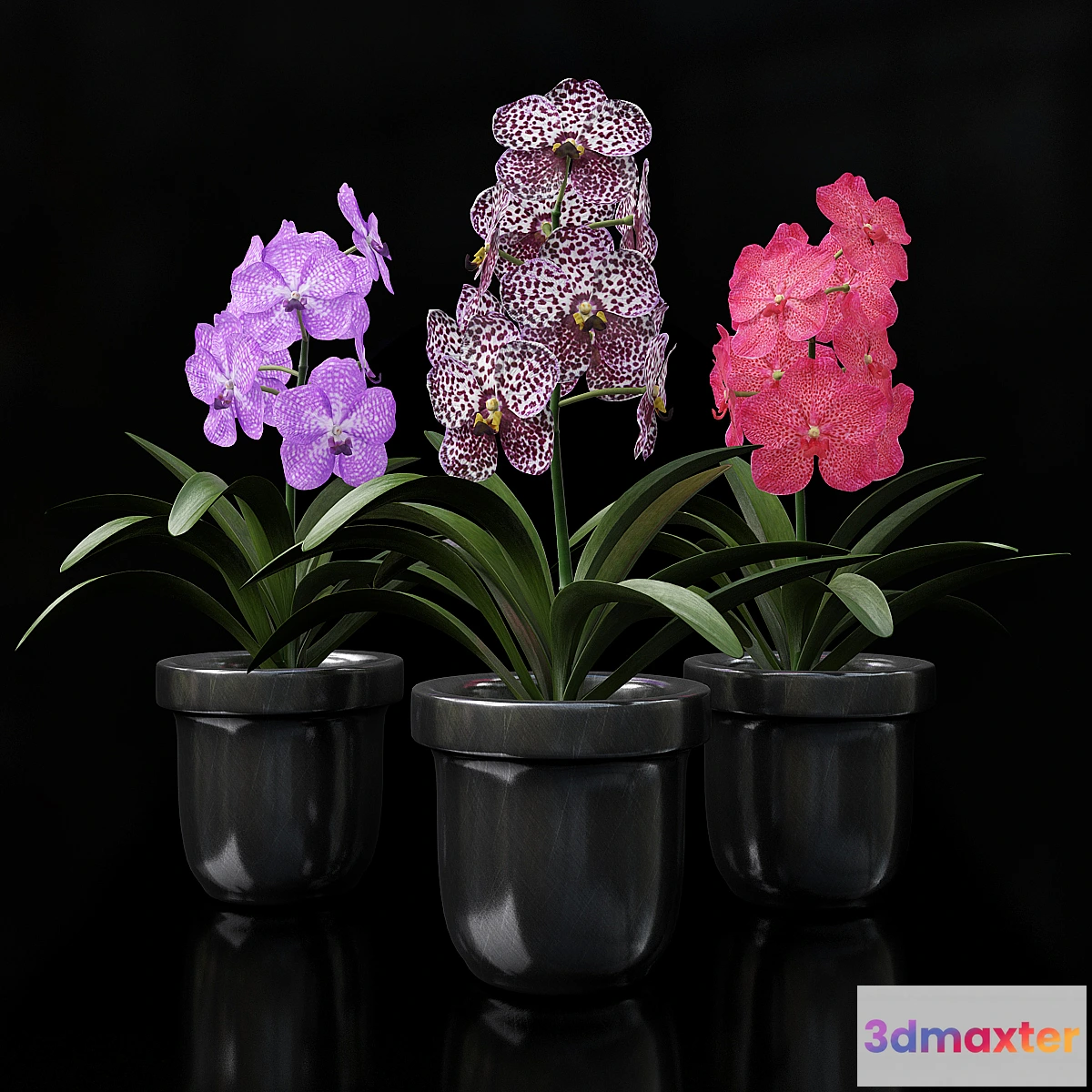 898996 - Orchid Vanda - No.2