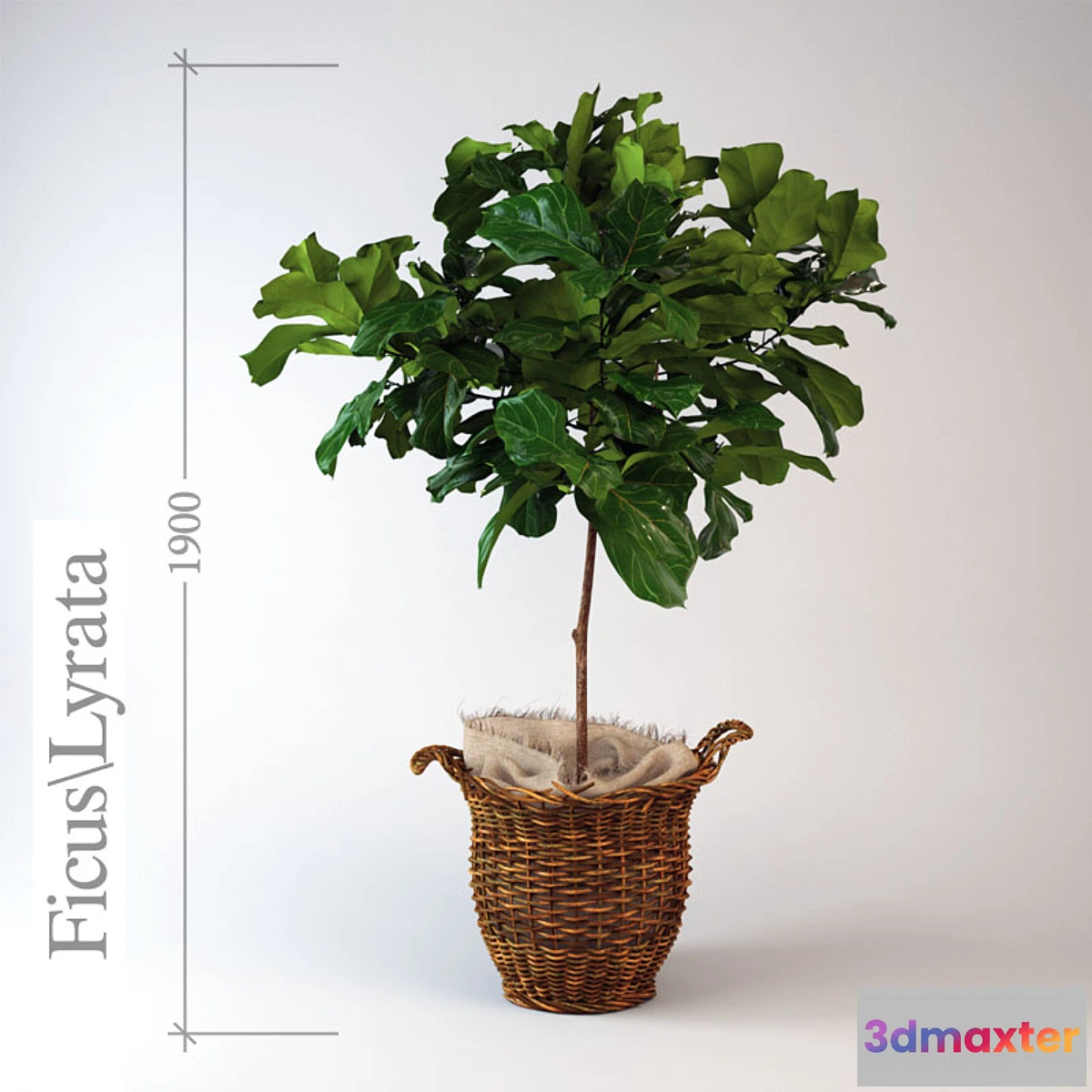 898998 - Ficus  lyrate - No.5