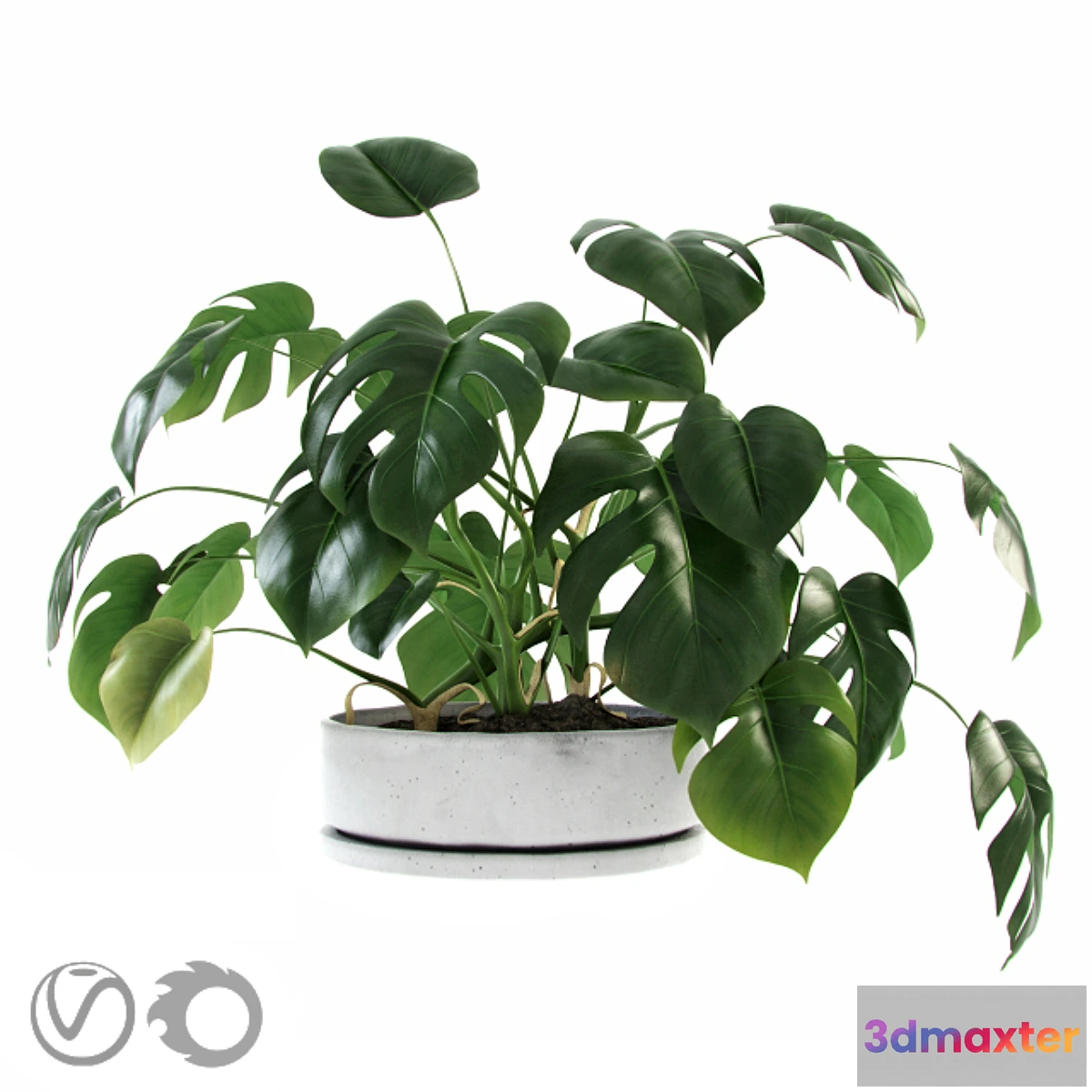 899054 - Liana Monstera - No.3