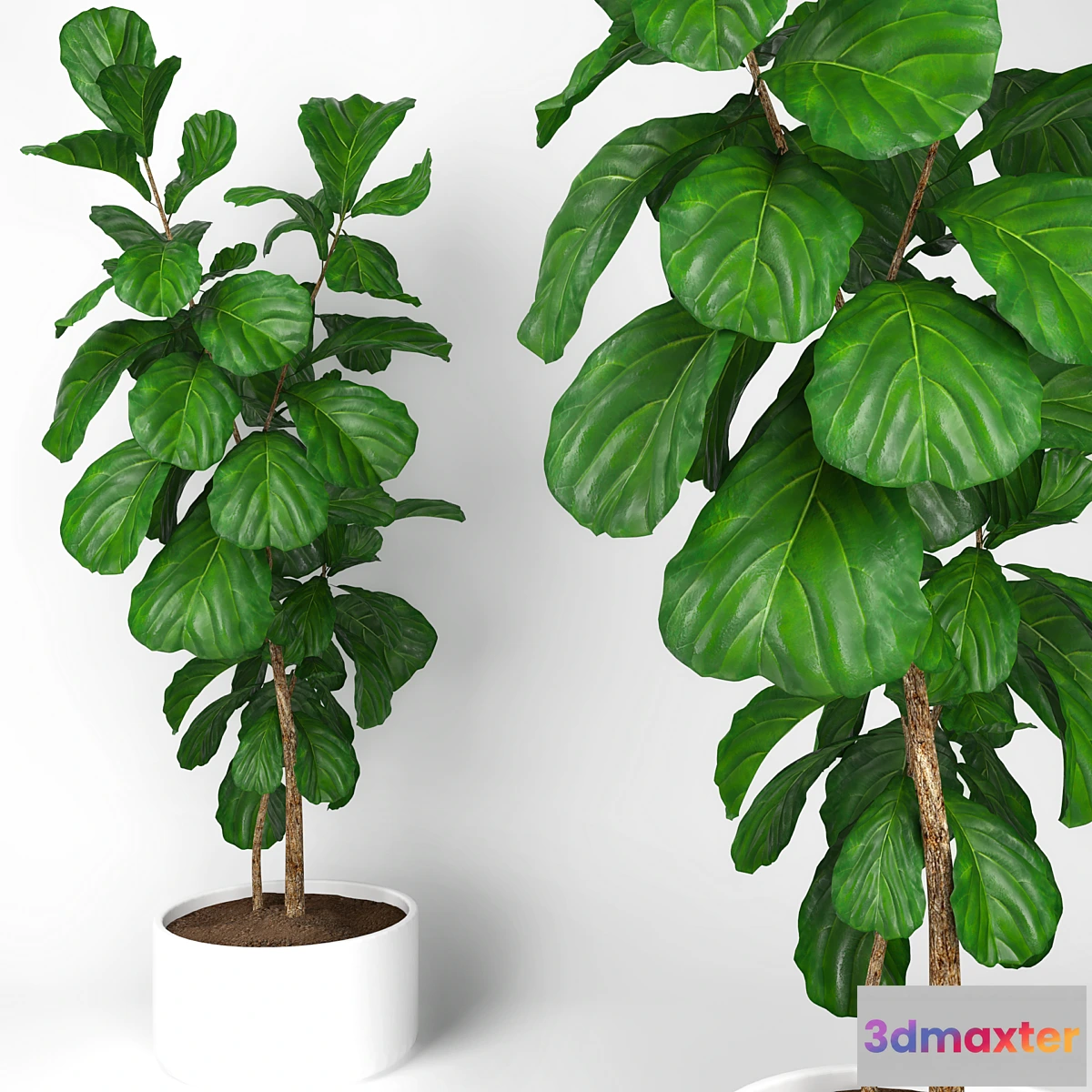 899140 - Fiddle leaf fig tree 3 - No.3