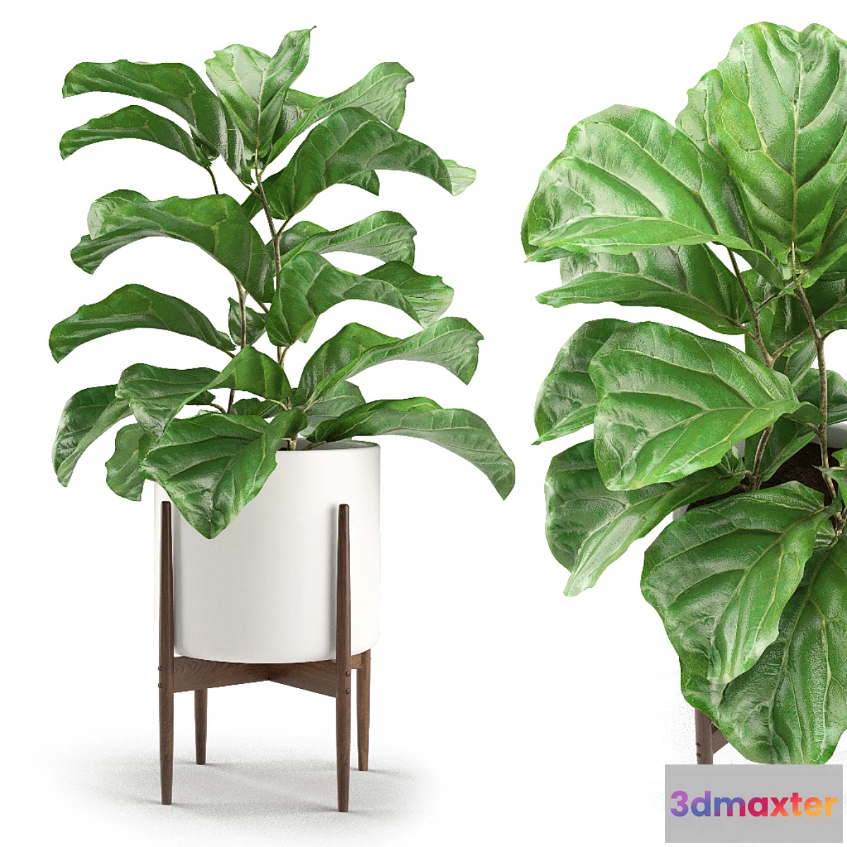 899162 - Plant 012 - Ficus Lyrata - No.3