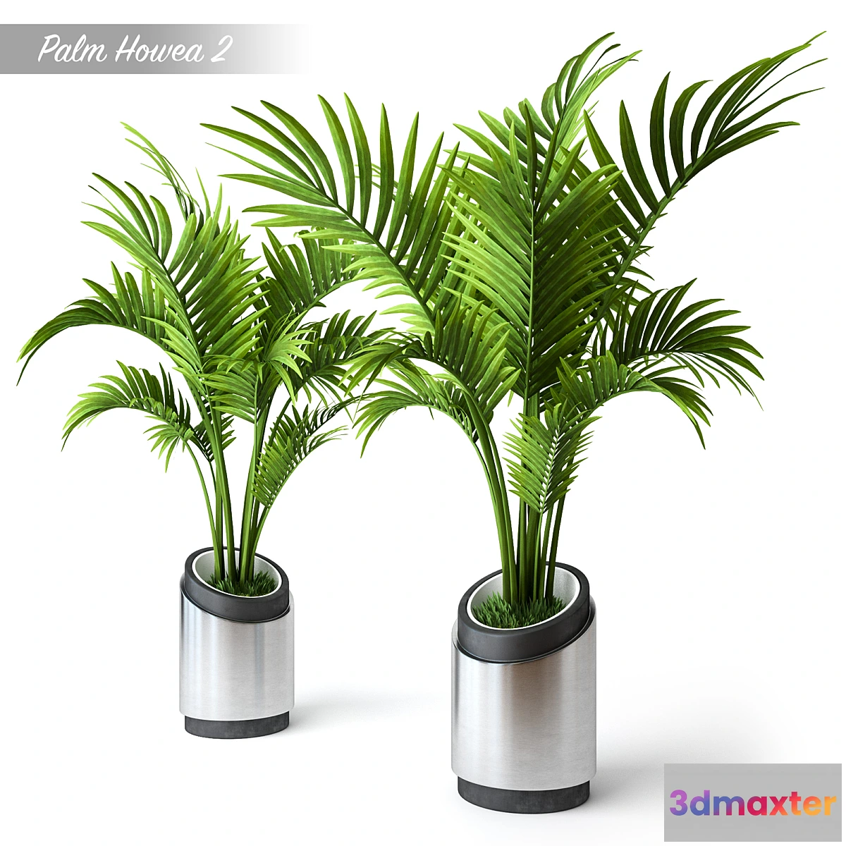 899168 - Palm Howea 2 - No.3