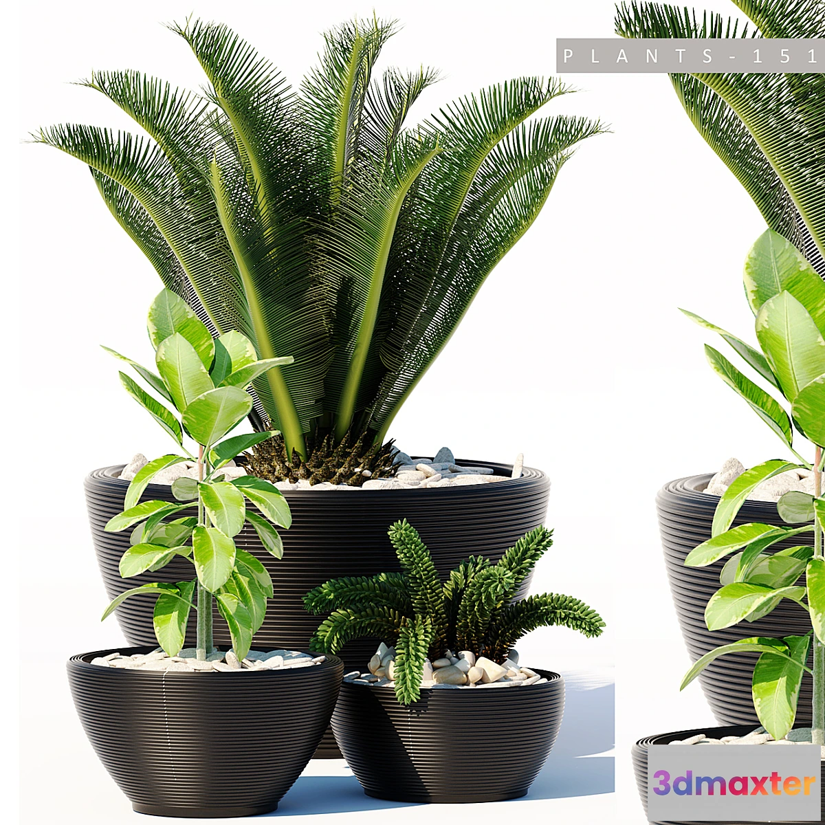 899196 - PLANTS 151 - No.3