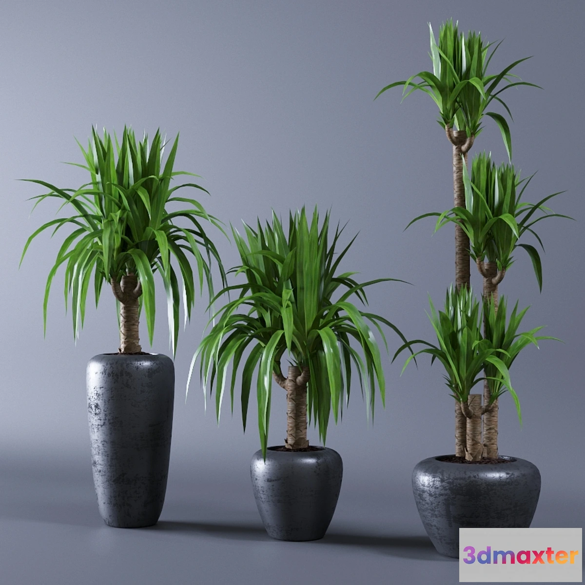 899230 - Yucca - No.3