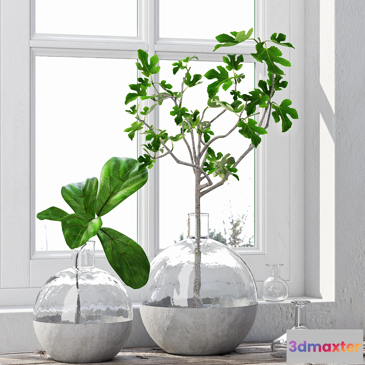 899324 - Fig Plants 1 - No.3