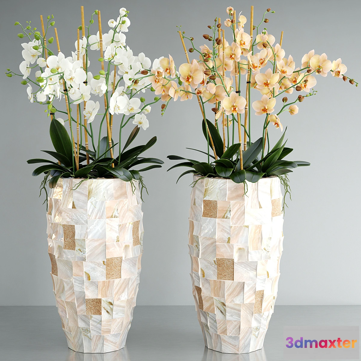 899340 - Orchid 5 - No.5