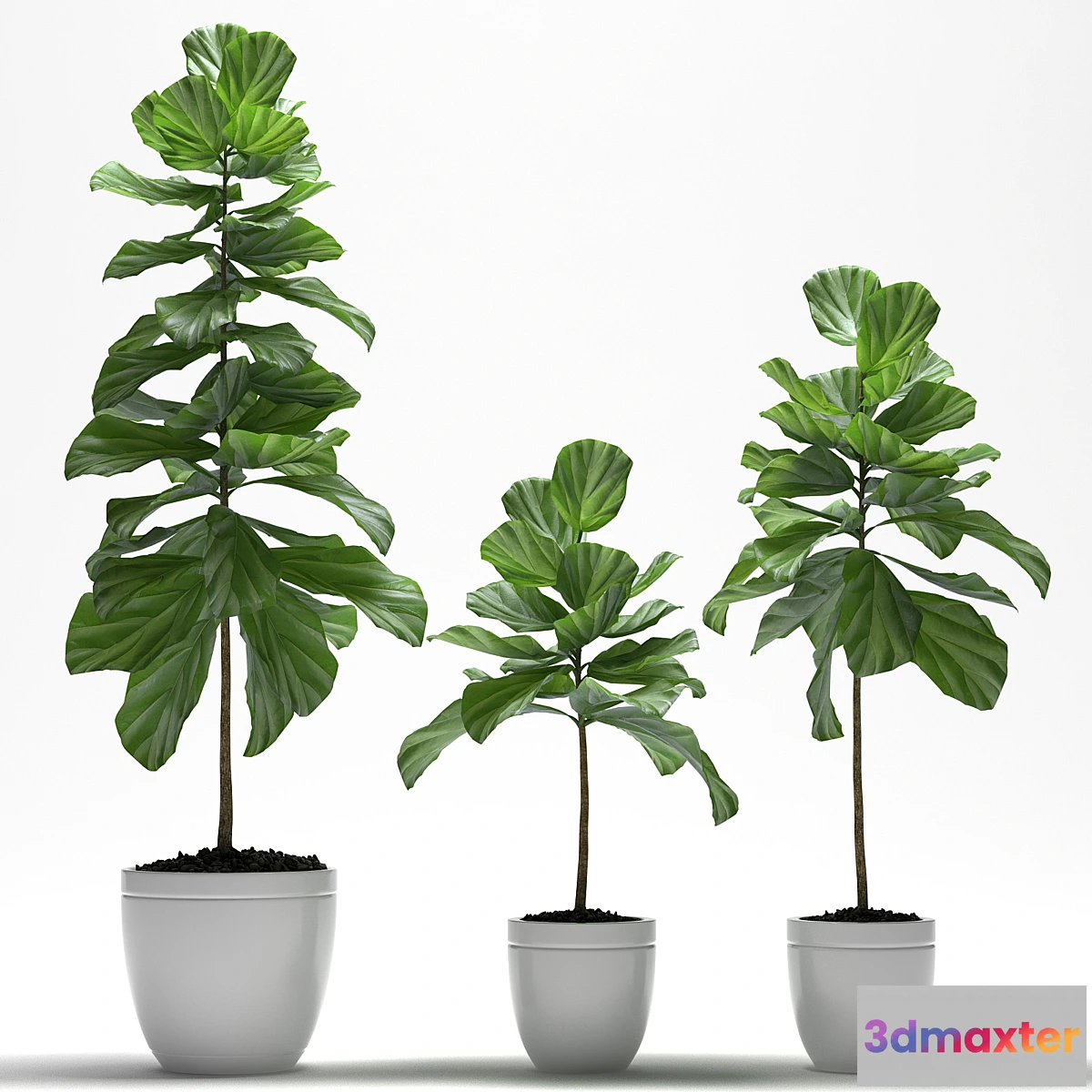 899344 - FIG PLANTS - No.2