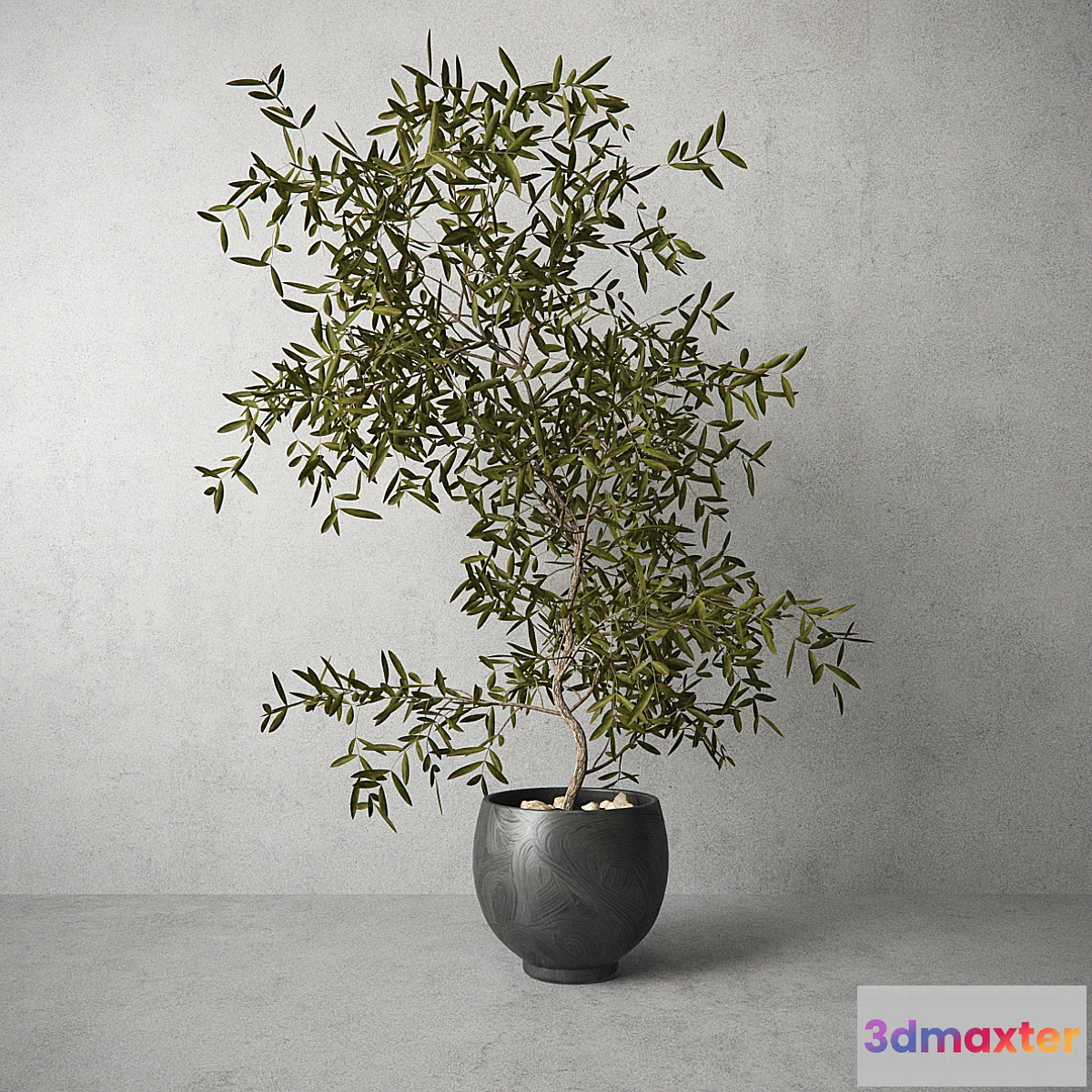 899364 - Houseplant - No.4