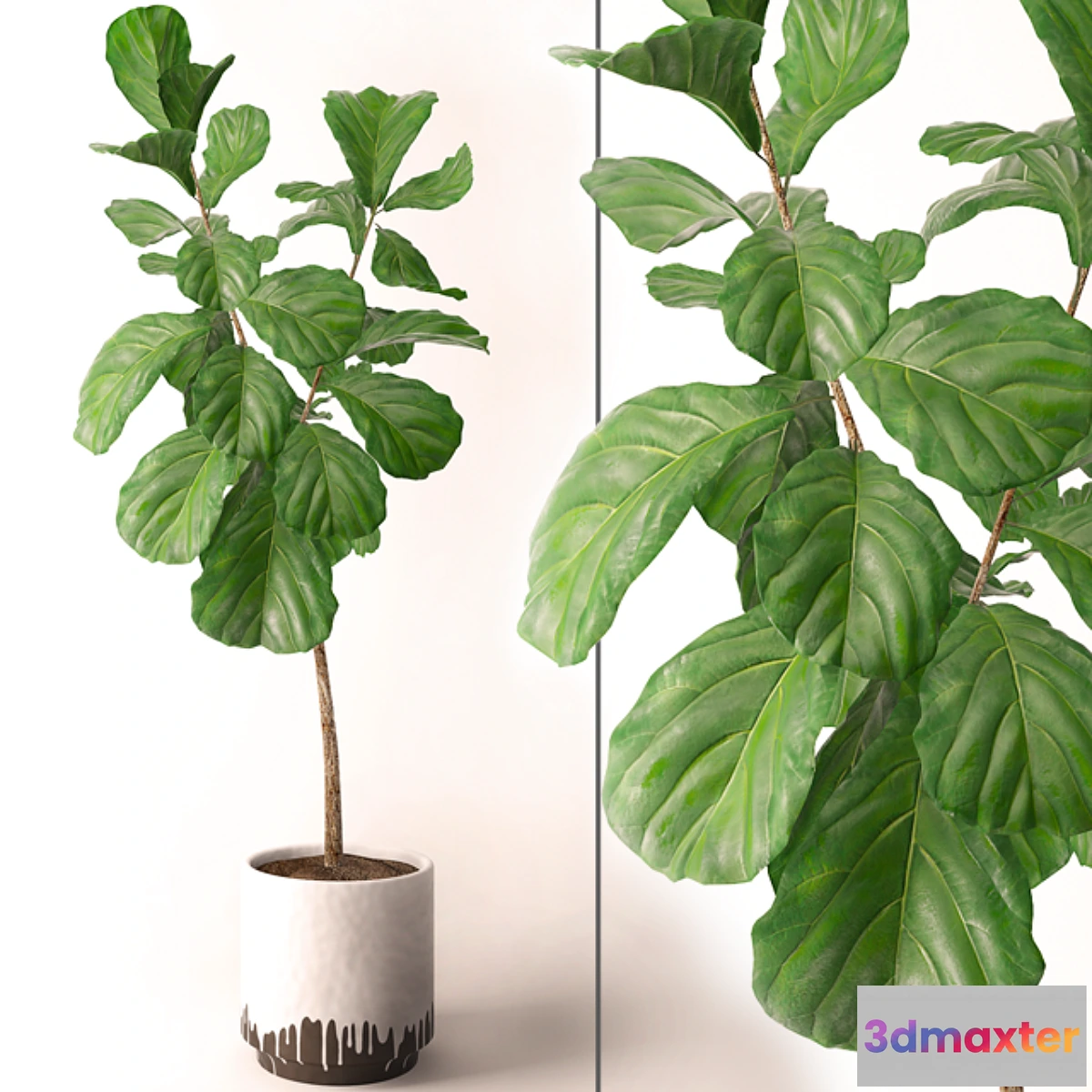 899370 - Ficus lyrata - No.10