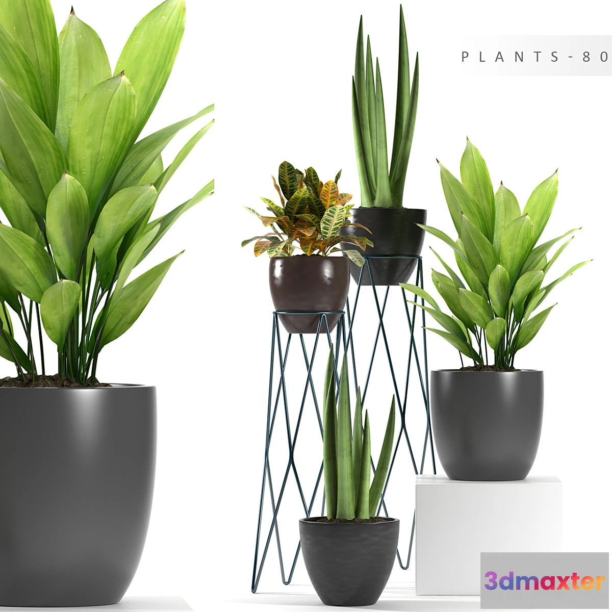 899374 - PLANTS 80 - No.3