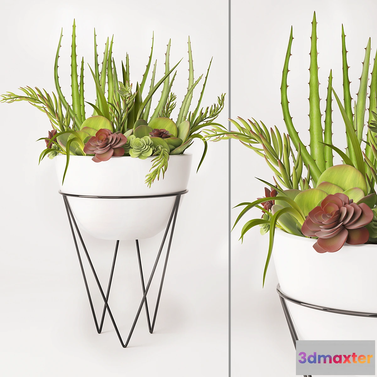 899396 - Succulent arrangement - No.2