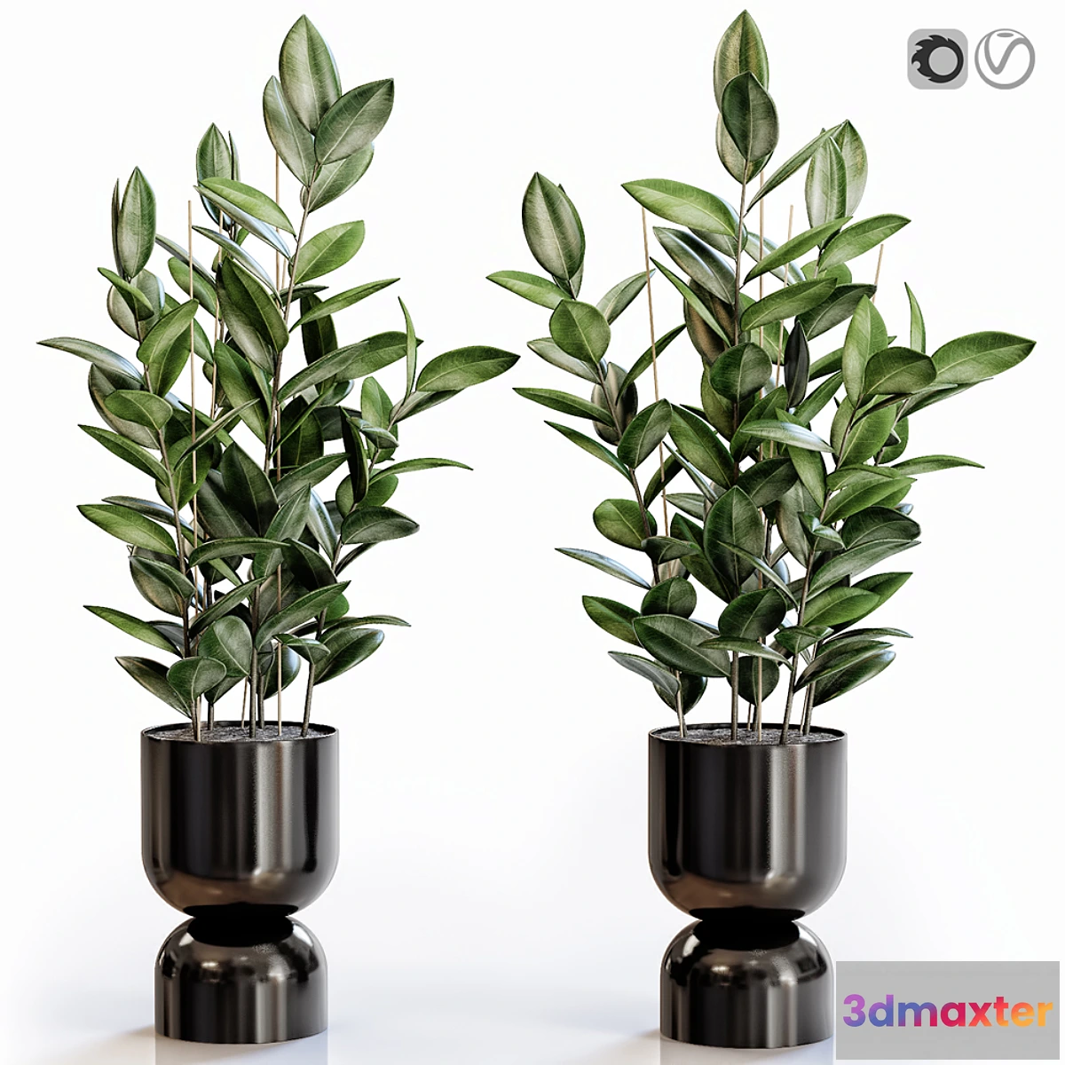 899446 - Rubber Plant 2 in modern vase - No.3