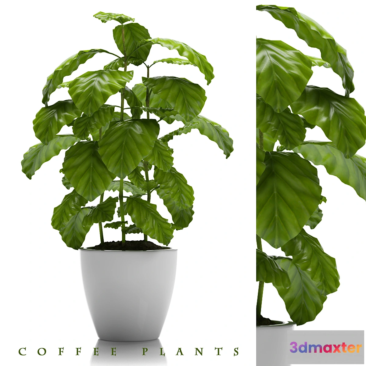 899532 - COFFEE PLANTS 24 - No.2