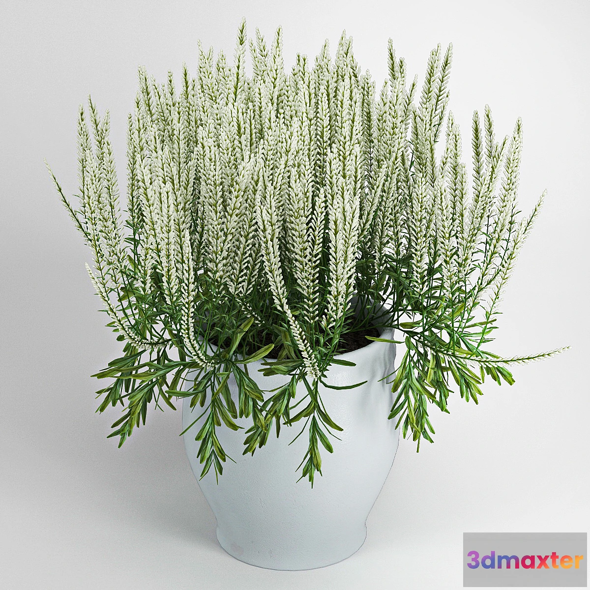 899542 - Plant - No.29