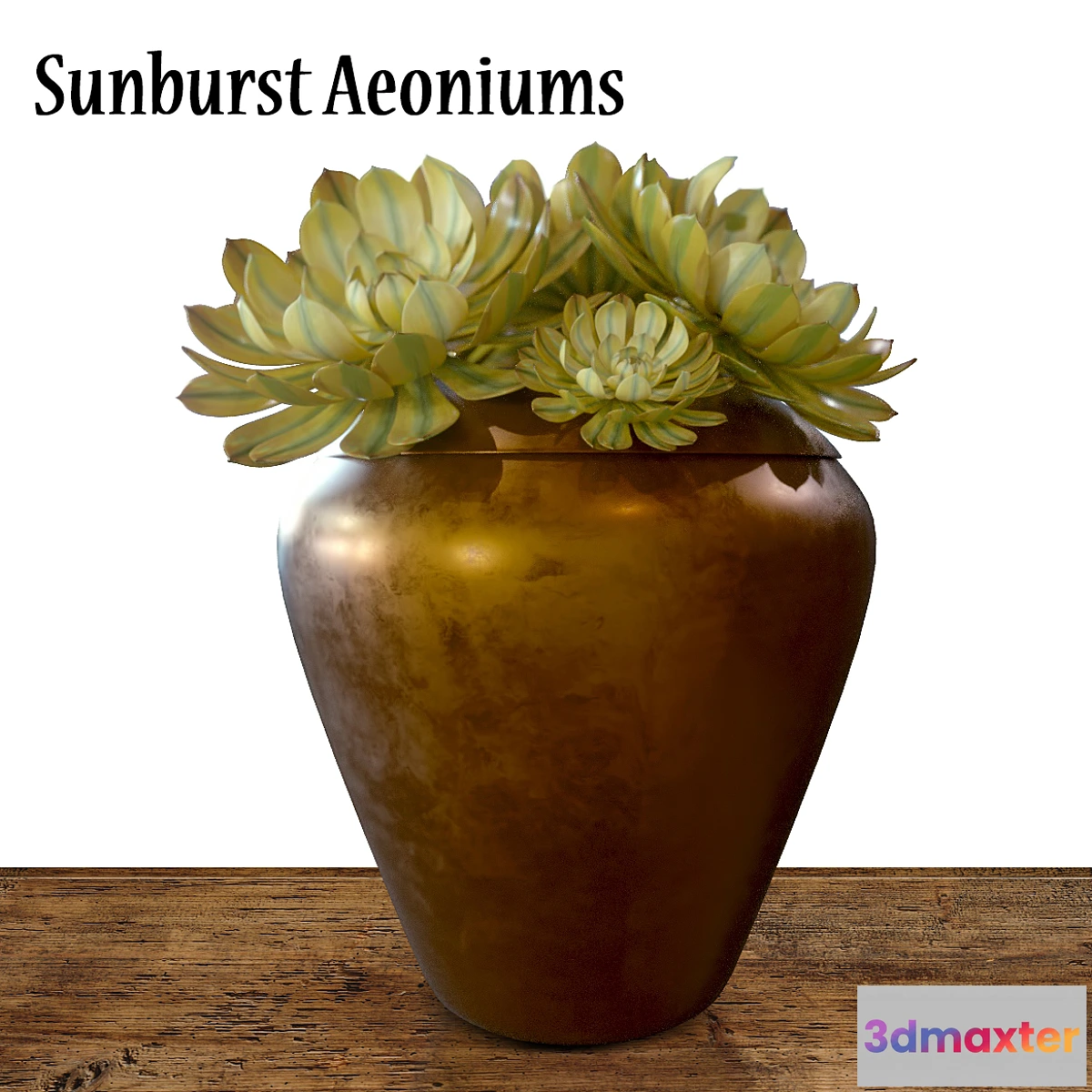 899558 - Sunburst Aeoniums