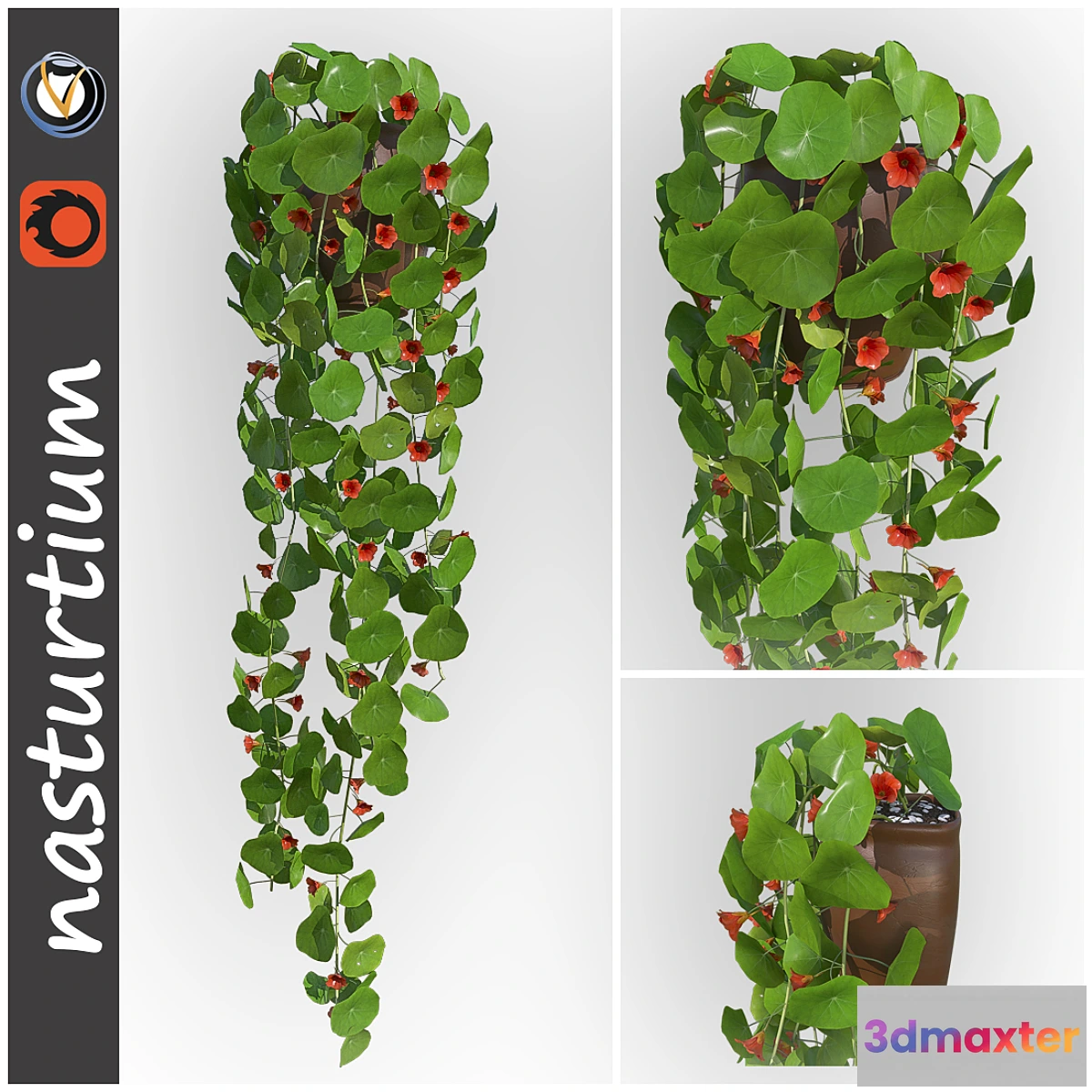 899574 - Nasturtium - No.4