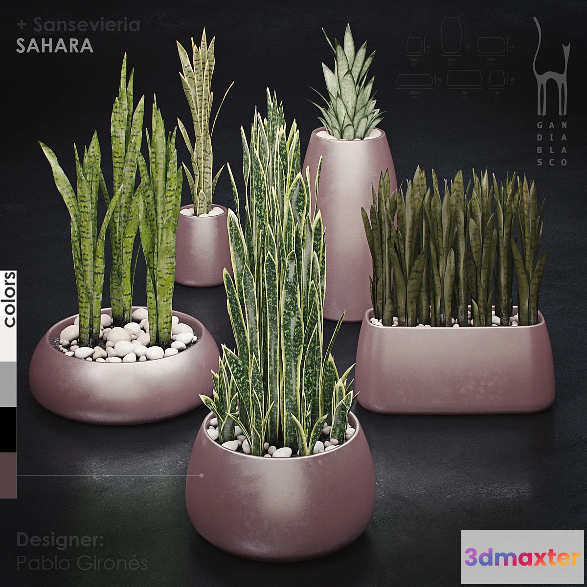 904228 - Gandiablasco - SAHARA - Sansevieria
