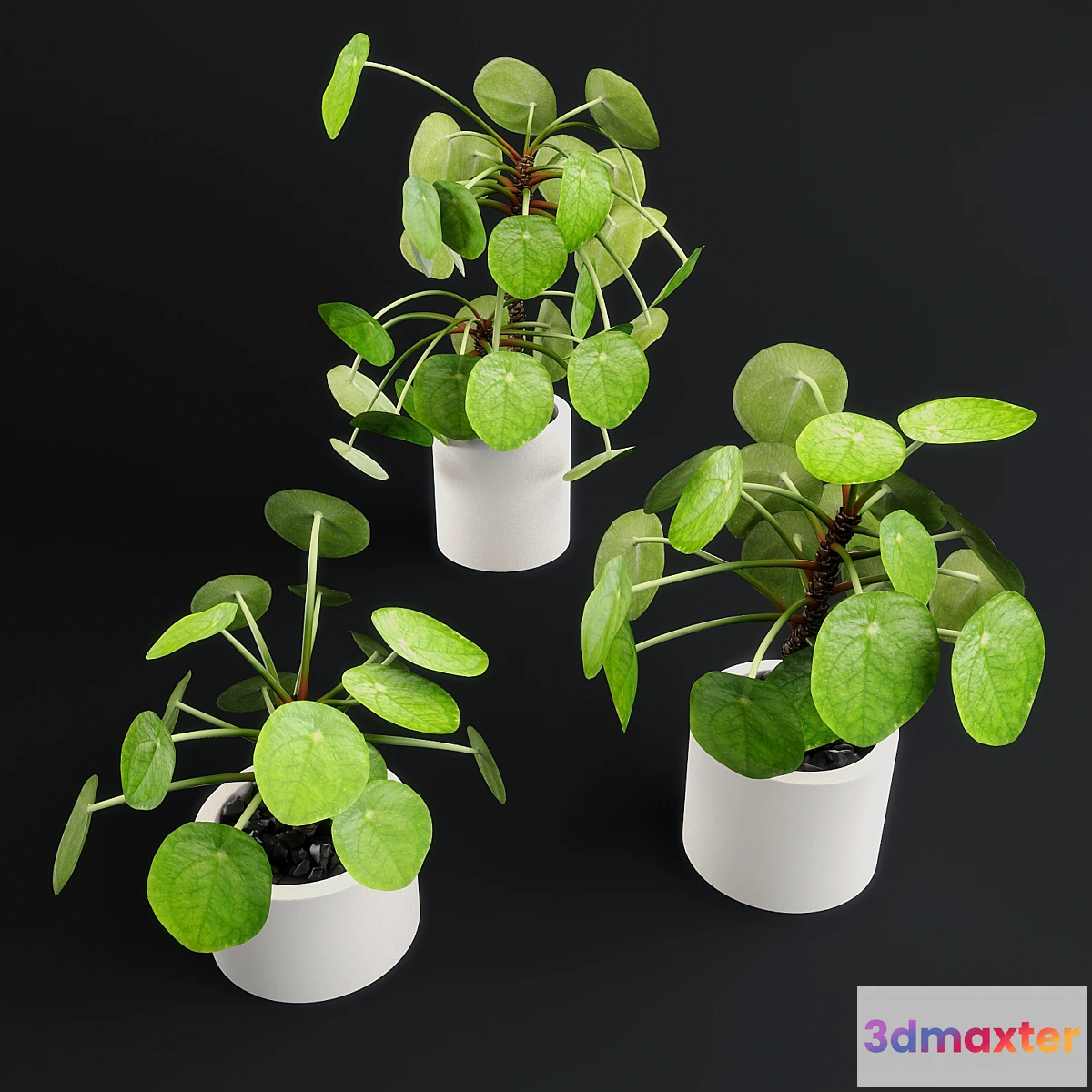 904236 - Pilea Peperomioides - Chinese money plant - No.3