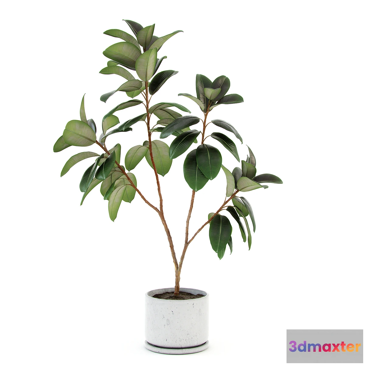 904308 - Ficus elastica decora (large) - No.2