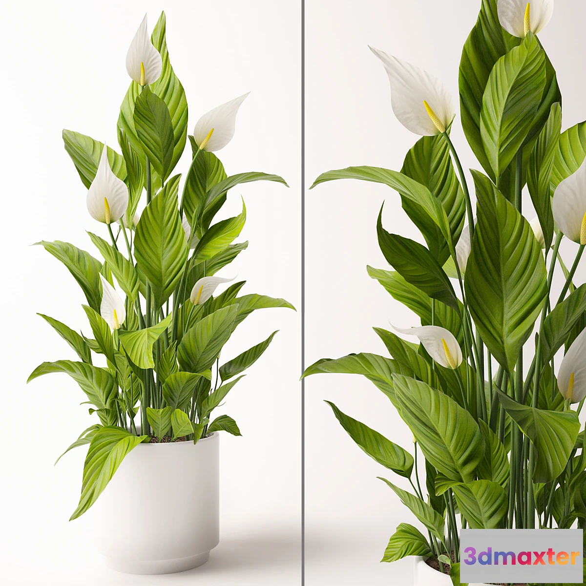 904312 - Spathiphyllum plant - No.2