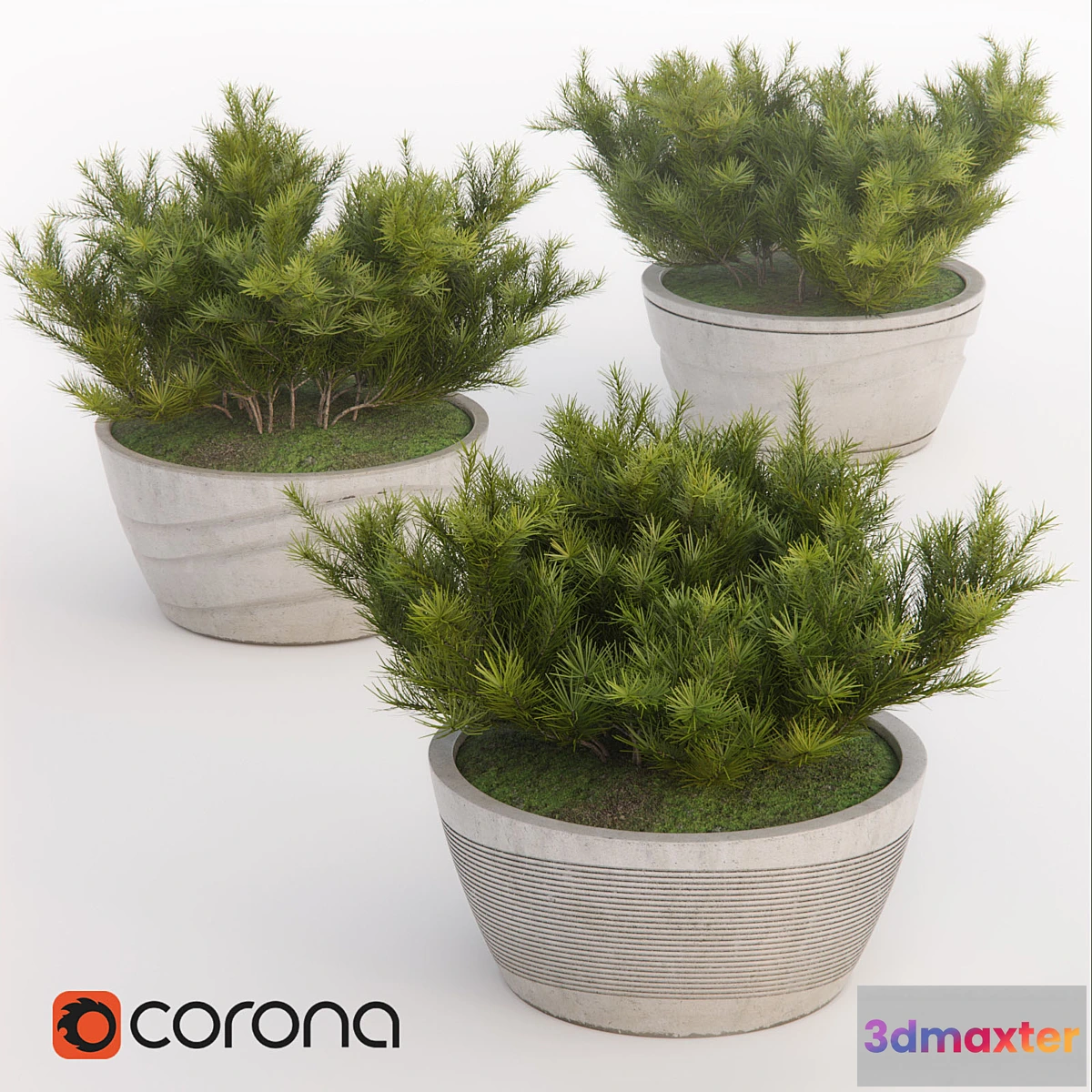 904316 - Pine-pumilio - No.2