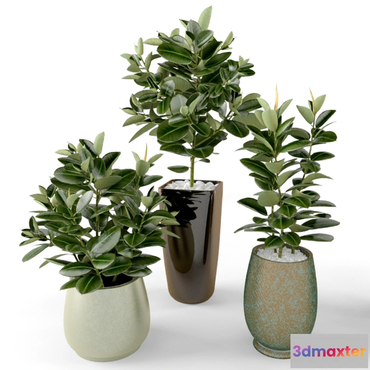 904740 - Ficus Ficus - No.2
