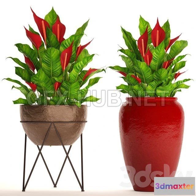 1071336 - A collection of plants in pots. 55 RED - 204893