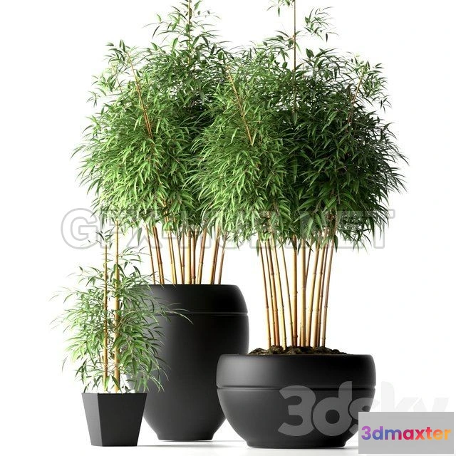 1073470 - BAMBOO PLANTS 18 - 207027