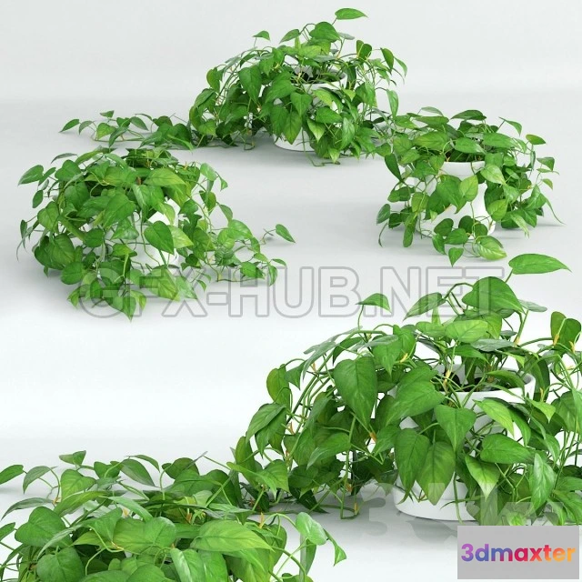 1077272 - Climbing plant 1 - 210829