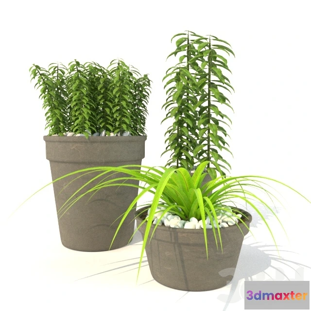 1077556 - Collection Plants Vol.1 - 211113