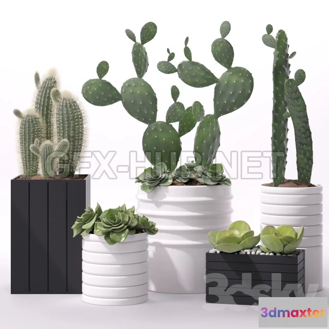 1077760 - Contemporary Houseplants 2 - 211317