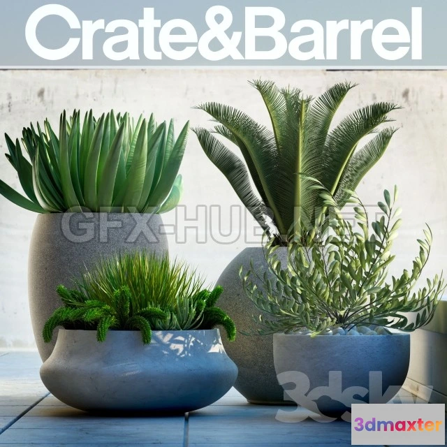 1077918 - Crate  Barrel - PLANTS 78 - 211475