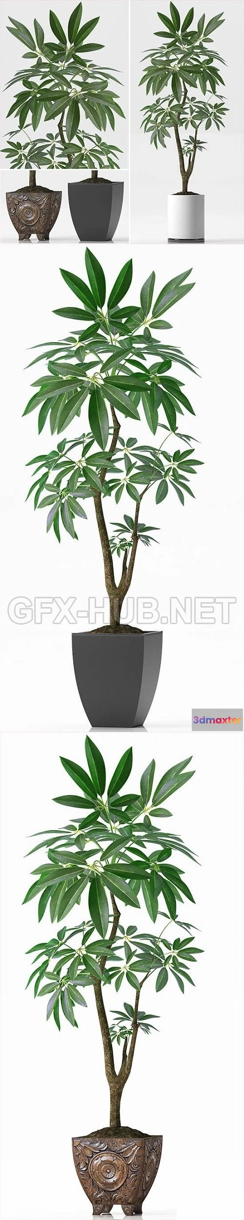 1080372 - EVA PACHIRA AQUATICA PLANT 37 - 213929