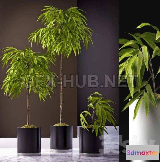 1080708 - FICUS ALII PLANT 64 - 214265