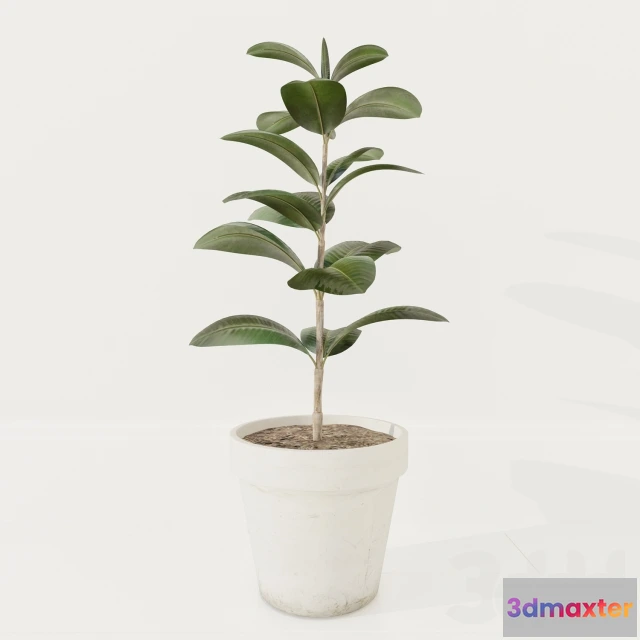 1080726 - Ficus plant - 214283