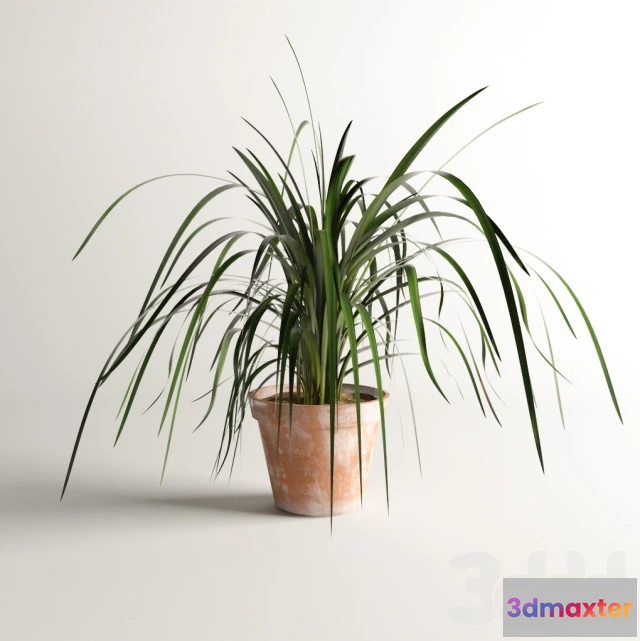 1088378 - Outdoor plant - 221935