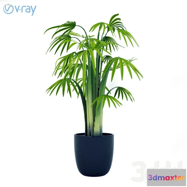 1088486 - PALM PLANTS - 222043