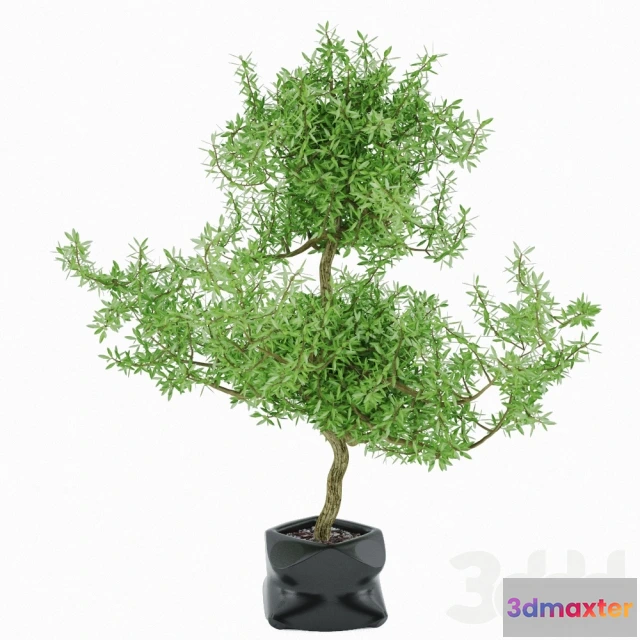 1089000 - plant 03 - 222557