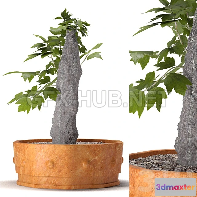 1089002 - Plant 10 - 222559