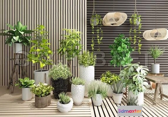 1089024 - Plant Potted - 222581